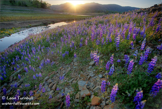 Lupines at Folsom Lake Lupines at Folsom Lake